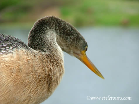 anhinga in Wakodahatchee Wetlands