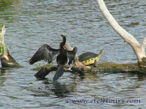 anhinga and turtles in Wakodahatchee Wetlands