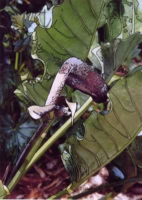 Anthurium plant drying out - photo/drawing