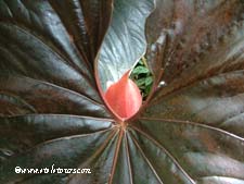 anthurium leaf at AOS Gardens
