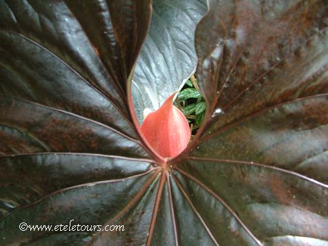 anthurium leaf at AOS Gardens