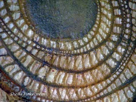 banana cells of a cut banana tree trunk