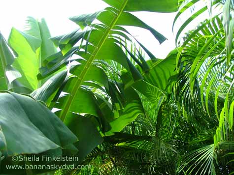 banana and arica palm leaves as featured in Banana Sky DVD