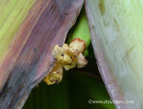 face in banana stem