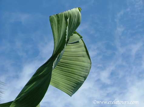 winking banana leaf