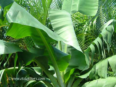 banana tree leaves opening