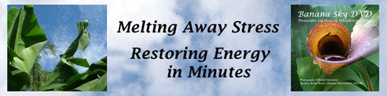 banana sky dvd header