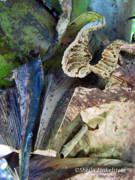 cells of a cut banana tree leaf