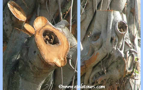 faces in a Delray Beach Banyan tree after Hurricane Wilma