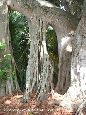 huge banyan tree in Naples, FL
