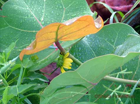 curled sea grape leafe with dew on Delray Beach