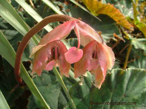 peach colored begonia in AOS Gardens