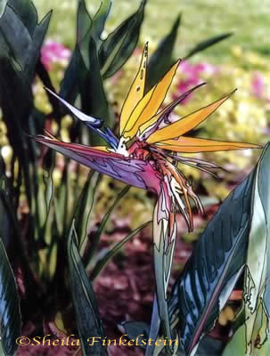 Florida bird of paradise flower 