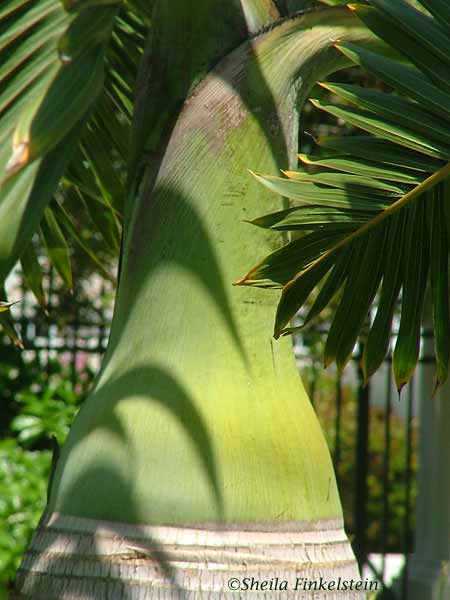 bottle palm tree with shadows on trunk