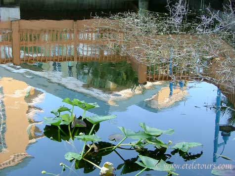 Reflections in Mangrove Walk in the City of Boynton Beach