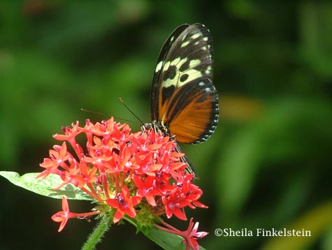 orange butterfly 1 - in Butterfly World