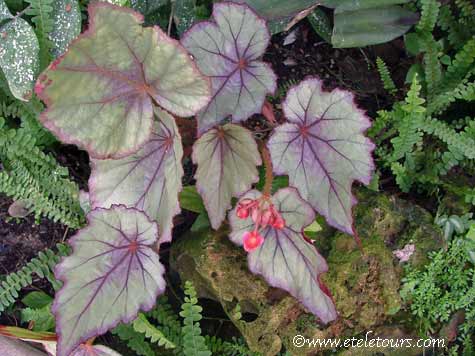 caladium in American Orchid Society greenhouse