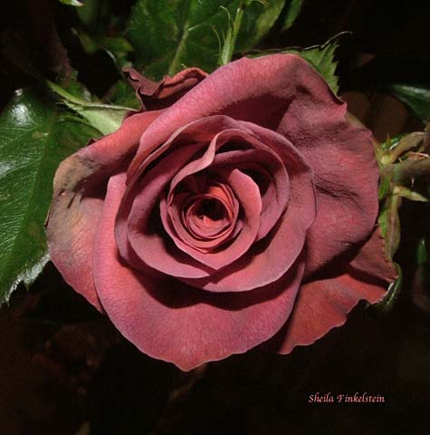 dusty colored castera rose