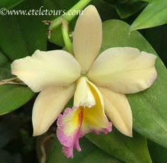 yellow cattelya orchid