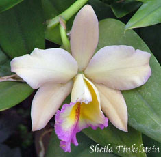 cattleya - light yellow