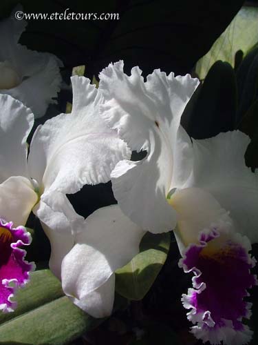 perfectionism and indesiciveness discussin inspired by Cattleya Orchids