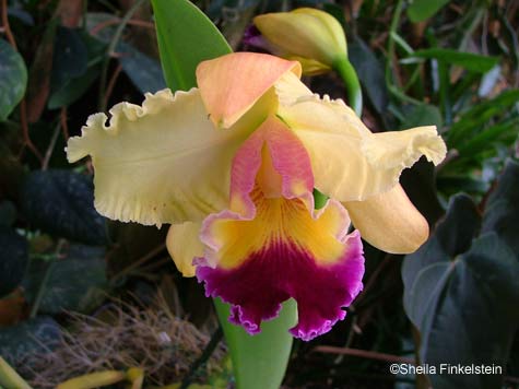 yelllow cattleya in the American Orchid Society Gardens