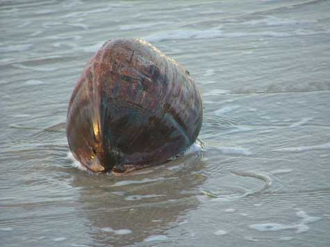 coconut at water's edge in Delray Beach