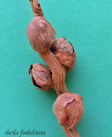 coconut seedlings dried up