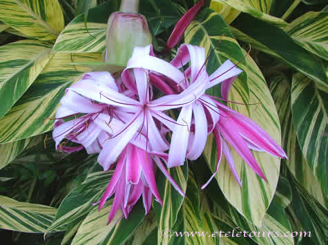 purple crinum lily