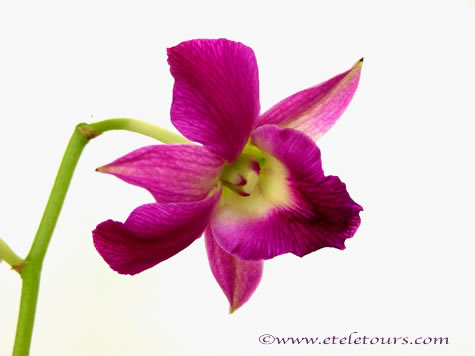 dendrobium orchid - magenta colores