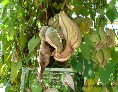 Dutchman's Pipe Aristolochia Grandiflora