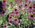 field of echinacea flowers
