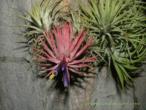 epiphyte air plant