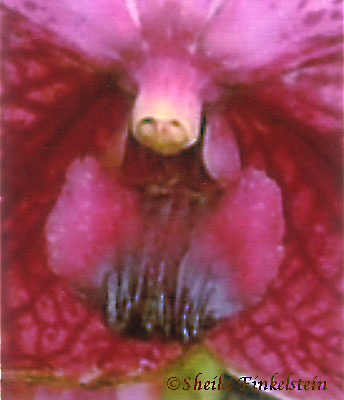 face in an orchid from the American Orchid Society