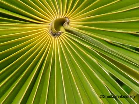 accordion palm leaf 2
