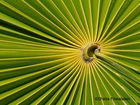 accordion palm leaf