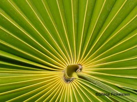 accordion palm leaf
