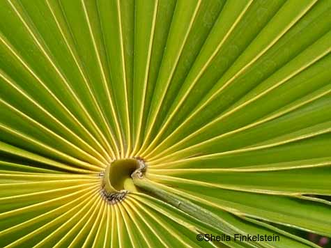 accordion palm leaf