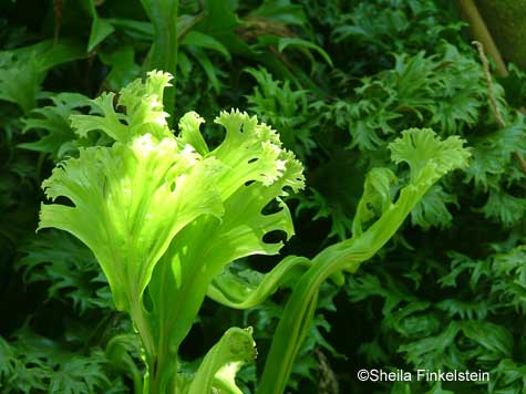 fern unfolded in AOS gardens