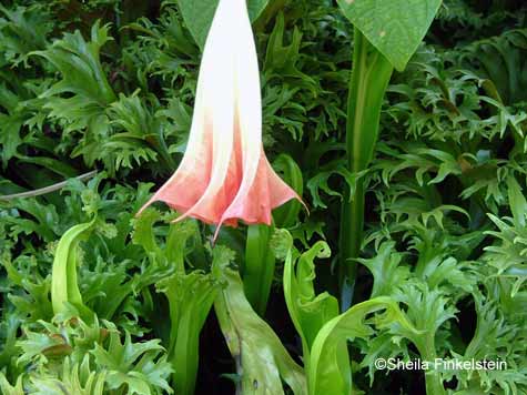 trumpet flower celebrating ferns in AOS gardens