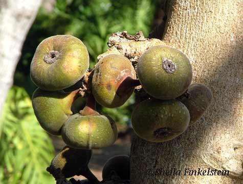 Roxburgh Fig #1 in Florida Botanical Garden