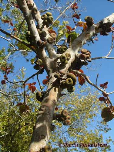 Roxburgh fig tree