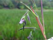 fireflag flower