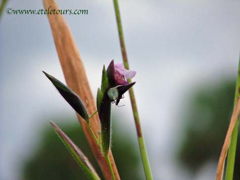 fireflag flower in Wakodahatchee Wetlands