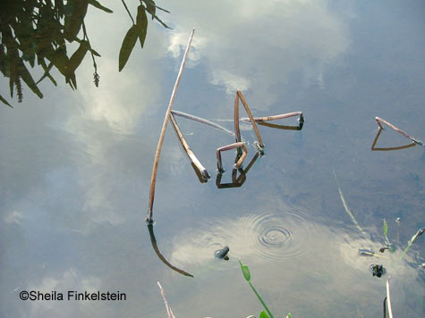 fireflag stems