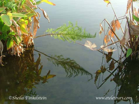 fireflag reflections in water at Wakodahatchee Wetlands