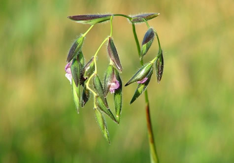 fireflag flowers in Wakodahatchee Wetlands