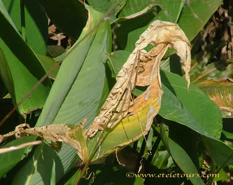 fire flag leaf looking like a bird