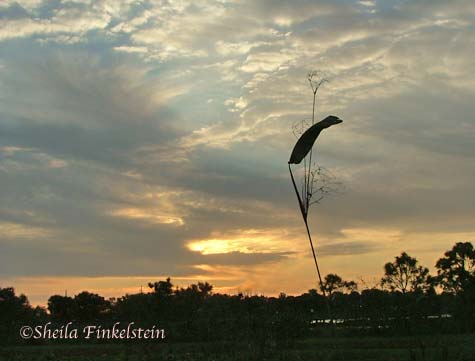 fireflag leaf at sunset in Wakodahatchee Wetlands