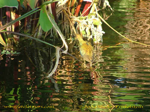 purple gallinale reflected in Wakodahatchee Wetlands